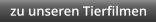 zu unseren Tierfilmen